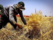 آماده‌باش کشاورزان برای مواجهه با بارش‌های شدید در ۱۵ استان