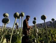 کشت «خشخاش» ممنوع و جرم است