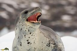 آواز فک‌های پلنگی شبیه آهنگ‌های کودکانه است