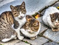 گربه‌های خوش‌بختِ خیابانی ما!