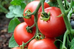 رفع ممنوعیت صادرات گوجه‌فرنگی زراعی و پیاز
