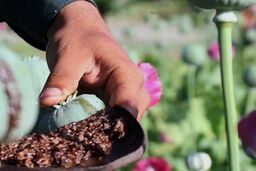 گزارش ستاد مبارزه با موادمخدر از روند جدید قاچاق در منطقه