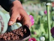 تأکید یک نماینده مجلس بر قانونمند شدن کشت خشخاش
