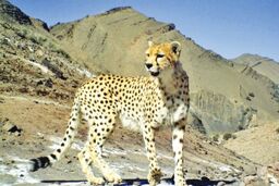 جزئیات یوزپلنگ تازه شناسایی شده در سمنان اعلام شد