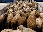 دستگیری سارقان و کشف ۸۰ رأس دام مسروقه در ازنا