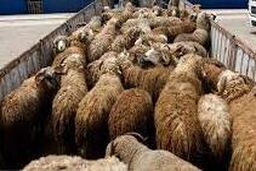 دستگیری سارقان و کشف ۸۰ رأس دام مسروقه در ازنا