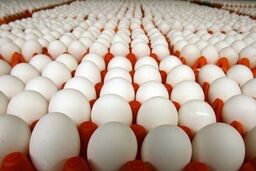 صرف چند تخم مرغ در روز مجاز است؟