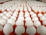 قیمت جدید تخم مرغ اعلام شد