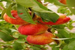 شلیل؛ میوه‌ای سرشار از آنتی‌اکسیدان برای مقابله با سرطان