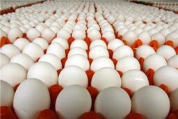 قیمت مرغ و تخم مرغ پایین‌تر از نرخ کشور!