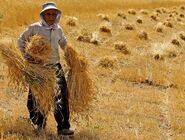 ۷۰۰ تن گندم احتکاری در دزفول کشف شد