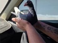 حادثه مرگبار برای 3 مرد کبوترباز مرندی